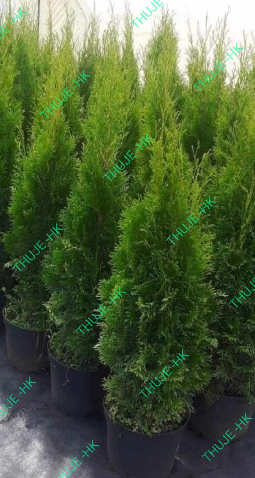 Thuja Smaragdkvětináč 5L