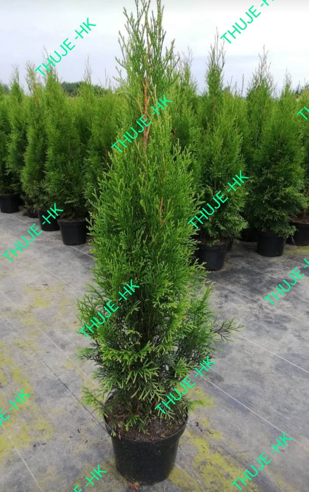 Thuja Smaragdkvětináč 2L